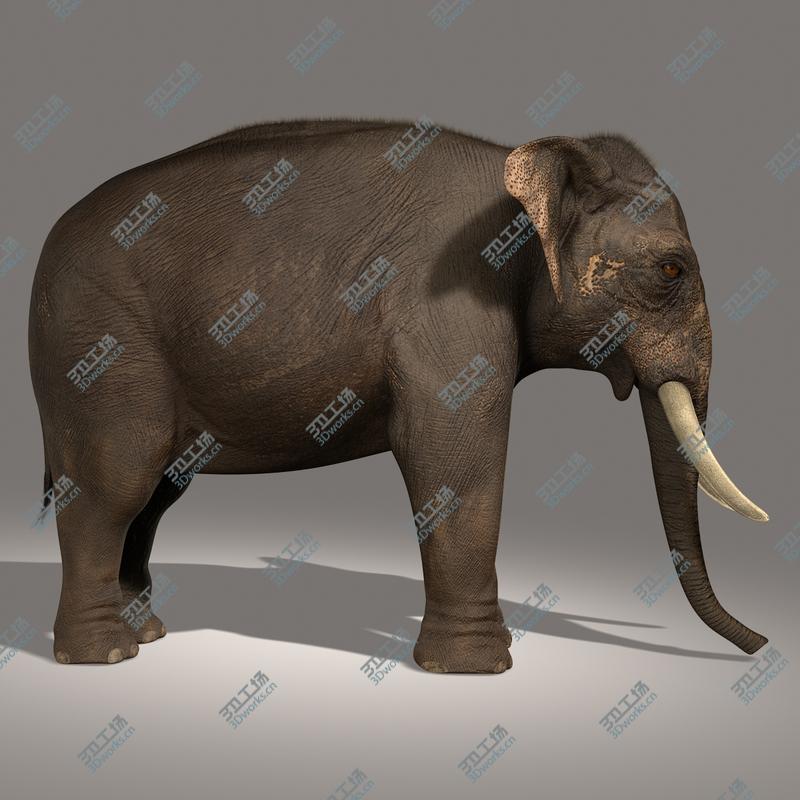 images/goods_img/2021040161/Asian Elephant (FUR)/4.jpg